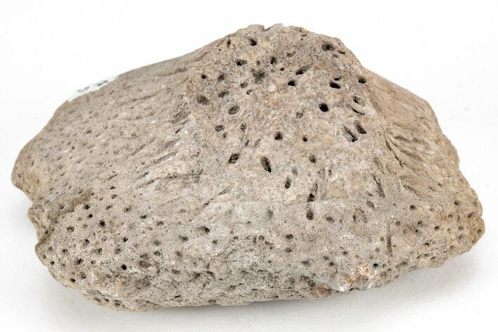 Cretaceous Fossil Sponge (Raphidonema) - England #211915
